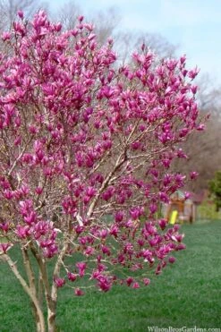 Ann Magnolia Tulip Tree - 5 Gallon Pot -Best Bush Shop magnolia ann tulip tree 105