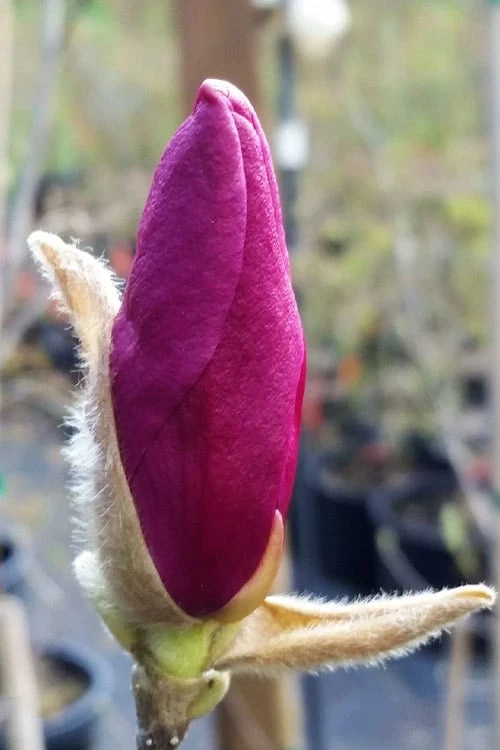 Betty Magnolia Tulip Tree - 1 Gallon Pot 7 Betty Magnolia Tulip Tree - 1 Gallon Pot - Image 7