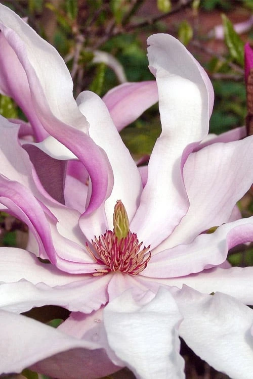 Betty Magnolia Tulip Tree - 1 Gallon Pot 1 Betty Magnolia Tulip Tree - 1 Gallon Pot