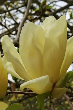New Products 11 Elizabeth Magnolia (Tulip Tree) - 5 Gallon Pot
