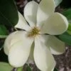 Green Shadow Sweetbay Magnolia Tree (Magnolia Virginiana) - 1 Gallon Pot