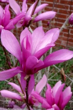 Jane Magnolia Tulip Tree - 7 Gallon Pot (4-5') -Best Bush Shop magnolia jane tulip tree 102 1