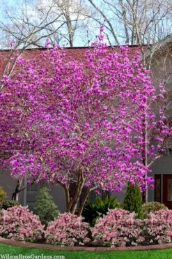 Jane Magnolia Tulip Tree - 5 Gallon Pot -Best Bush Shop magnolia jane tulip tree 103 4