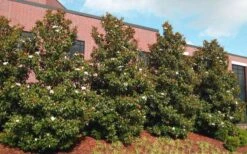 Kay Parris Southern Magnolia - 3 Gallon Pot 14 Kay Parris Southern Magnolia - 3 Gallon Pot -Best Bush Shop magnolia little gem 11 1