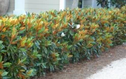 Little Gem Dwarf Southern Magnolia - 7 Gallon Pot (3-4') -Best Bush Shop magnolia little gem 12