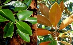 Little Gem Dwarf Southern Magnolia - 7 Gallon Pot (3-4') -Best Bush Shop magnolia little gem 16