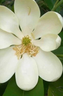 Moonglow Sweetbay Magnolia Tree (Magnolia Virginiana 'Jim Wilson') - 3 Gallon Pot -Best Bush Shop magnolia moonglow sweetbay flower
