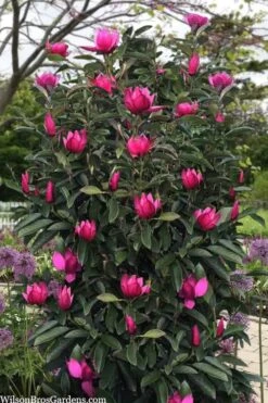Pink Pyramid Magnolia (Tulip Tree) - 7 Gallon Pot 7 Pink Pyramid Magnolia (Tulip Tree) - 7 Gallon Pot -Best Bush Shop magnolia pink pyramid tulip tree 120copy