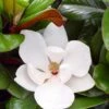 Teddy Bear Dwarf Southern Magnolia - 7 Gallon Pot (3-4')