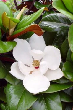 New Products 5 Teddy Bear Dwarf Southern Magnolia - 7 Gallon Pot (3-4')