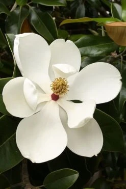 Teddy Bear Dwarf Southern Magnolia - 7 Gallon Pot (3-4') 13 Teddy Bear Dwarf Southern Magnolia - 7 Gallon Pot (3-4') -Best Bush Shop magnolia teddy bear 3