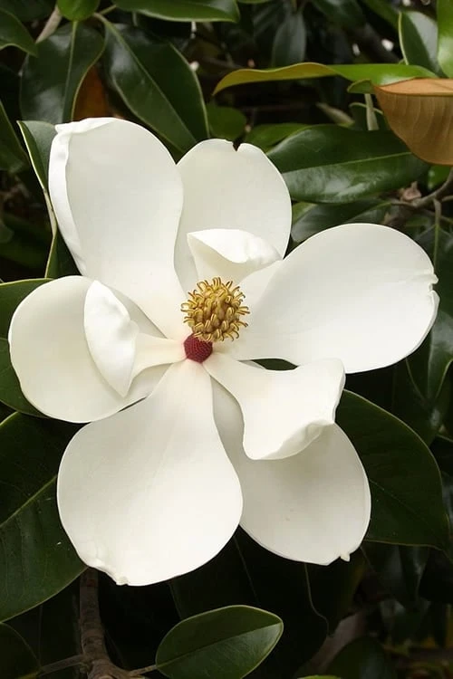 Teddy Bear Dwarf Southern Magnolia - 7 Gallon Pot (3-4') 6 Teddy Bear Dwarf Southern Magnolia - 7 Gallon Pot (3-4') - Image 6