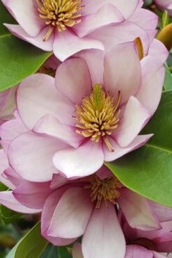 Fairy Blush Magnolia - 3 Gallon Pot -Best Bush Shop michelia yunnanensis hybrid fairy blush magnolia 5