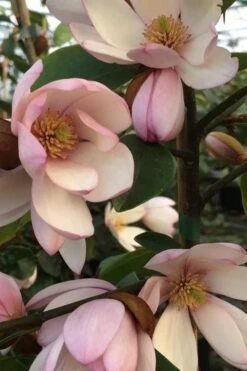 Fairy Blush Magnolia - 3 Gallon Pot -Best Bush Shop michelia yunnanensis hybrid fairy blush magnolia 6