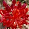 Radiant Red Aromi Azalea (Rhododendron Hybrid) - 2 Gallon Pot