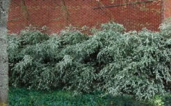 Delavay Tea Olive (Osmanthus Delavayi) - 2 Gallon Pot 13 Delavay Tea Olive (Osmanthus Delavayi) - 2 Gallon Pot -Best Bush Shop osmanthus delavayi delavay tea olive 1