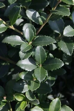 Delavay Tea Olive (Osmanthus Delavayi) - 2 Gallon Pot 14 Delavay Tea Olive (Osmanthus Delavayi) - 2 Gallon Pot -Best Bush Shop osmanthus delavayi delavay tea olive 10