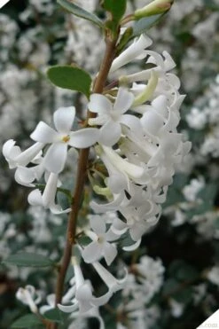 Delavay Tea Olive (Osmanthus Delavayi) - 2 Gallon Pot 15 Delavay Tea Olive (Osmanthus Delavayi) - 2 Gallon Pot -Best Bush Shop osmanthus delavayi delavay tea olive 2