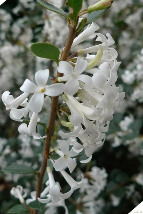 Delavay Tea Olive (Osmanthus Delavayi) - 2 Gallon Pot 8 Delavay Tea Olive (Osmanthus Delavayi) - 2 Gallon Pot - Image 8