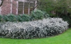 Delavay Tea Olive (Osmanthus Delavayi) - 2 Gallon Pot 11 Delavay Tea Olive (Osmanthus Delavayi) - 2 Gallon Pot -Best Bush Shop osmanthus delavayi delavay tea olive 6