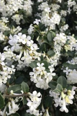 Delavay Tea Olive (Osmanthus Delavayi) - 2 Gallon Pot 12 Delavay Tea Olive (Osmanthus Delavayi) - 2 Gallon Pot -Best Bush Shop osmanthus delavayi delavay tea olive 8