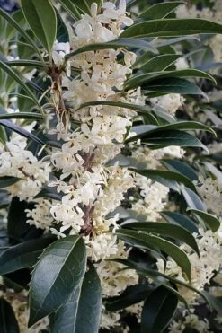 Fortune's Cold Hardy Tea Olive (Fragrant Osmanthus) - 7 Gallon Pot (3-4')