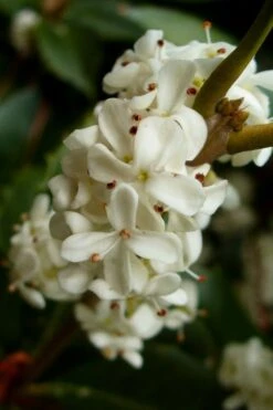 Fortune's Cold Hardy Tea Olive (Fragrant Osmanthus) - 1 Gallon Pot 10 Fortune's Cold Hardy Tea Olive (Fragrant Osmanthus) - 1 Gallon Pot -Best Bush Shop osmanthus fortunei fragrant tea olive 2 2