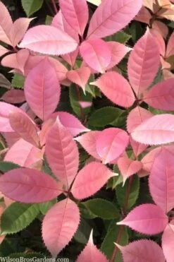 Noble Lady Tea Olive - 3 Gallon Pot