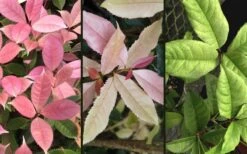 Noble Lady Tea Olive - 3 Gallon Pot -Best Bush Shop osmanthus fragrans quinnan guifei noble lady tea olive 4