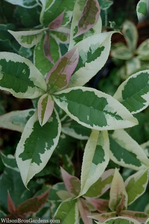 Pink Flush Variegated Tea Olive (Osmanthus Fragrans 'Yinbi Shuanghui') - 6 Pack Of 1 Gallon Pots 1 Pink Flush Variegated Tea Olive (Osmanthus Fragrans 'Yinbi Shuanghui') - 6 Pack Of 1 Gallon Pots