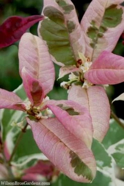 Pink Flush Variegated Tea Olive (Osmanthus Fragrans 'Yinbi Shuanghui') - 1 Gallon Pot 11 Pink Flush Variegated Tea Olive (Osmanthus Fragrans 'Yinbi Shuanghui') - 1 Gallon Pot -Best Bush Shop osmanthus frangrans yinbi shuangui variegated tea olive 10 5