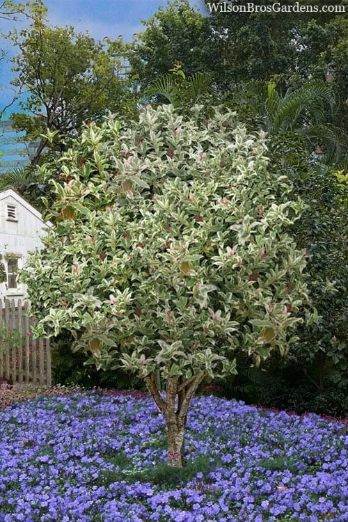 Pink Flush Variegated Tea Olive (Osmanthus Fragrans 'Yinbi Shuanghui') - 1 Gallon Pot 4 Pink Flush Variegated Tea Olive (Osmanthus Fragrans 'Yinbi Shuanghui') - 1 Gallon Pot - Image 4