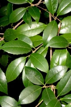 Fruitland's Fortune Tea Olive (Fragrant Osmanthus) - 1 Gallon Pot 10 Fruitland's Fortune Tea Olive (Fragrant Osmanthus) - 1 Gallon Pot -Best Bush Shop osmanthus fruitlands fortune tea olive 1