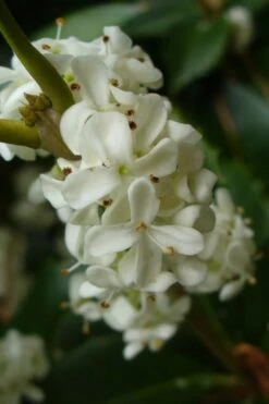 Fruitland's Fortune Tea Olive Double Trunk Tree Form - 7 Gallon Pot (4-5') -Best Bush Shop osmanthus fruitlands fortune tea olive 3 1