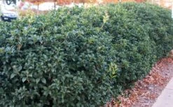 Fruitland's Fortune Tea Olive (Fragrant Osmanthus) - 1 Gallon Pot 11 Fruitland's Fortune Tea Olive (Fragrant Osmanthus) - 1 Gallon Pot -Best Bush Shop osmanthus fruitlands fortune tea olive 4