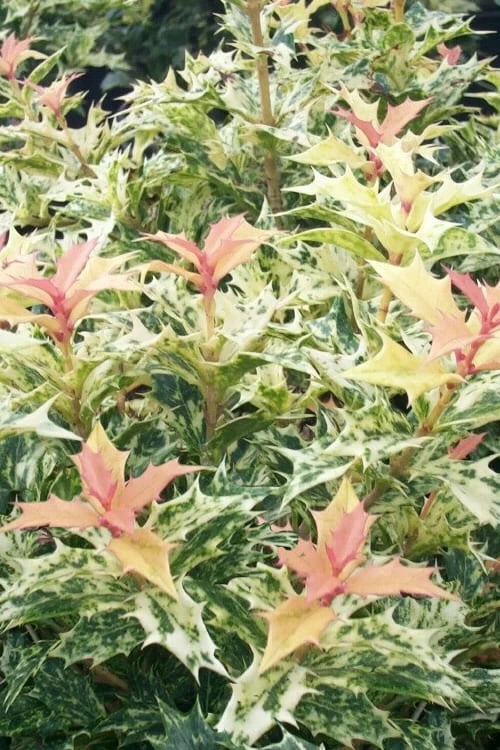 Goshiki Osmanthus (Variegated False Holly) - 7 Gallon Pot 1 Goshiki Osmanthus (Variegated False Holly) - 7 Gallon Pot