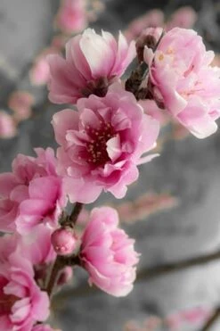 Corinthian Flowering Peach Tree - 5 Gallon Pot -Best Bush Shop peach corinthian 2 thumbnail