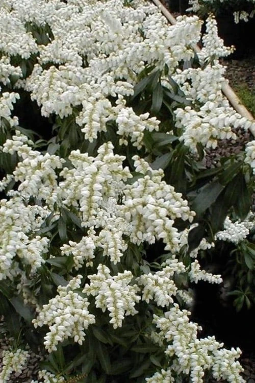 Southern Lady Pieris - 3 Gallon Pot 1 Southern Lady Pieris - 3 Gallon Pot