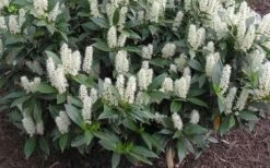 Zabel Laurel (Prunus Laurocersasus 'Zabeliana') - 1 Gallon Pot -Best Bush Shop prunus laurocerasus zabeliana zabel cherry laurel 1