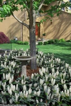 Zabel Laurel (Prunus Laurocersasus 'Zabeliana') - 1 Gallon Pot -Best Bush Shop prunus laurocerasus zabeliana zabel cherry laurel 2