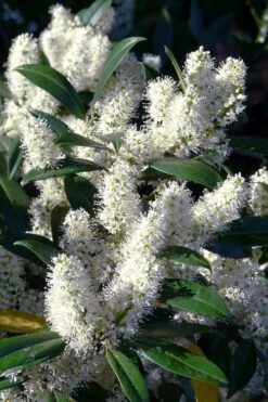 New Products 15 Zabel Laurel (Prunus Laurocersasus 'Zabeliana') - 6 Pack Of 1 Gallon Pots