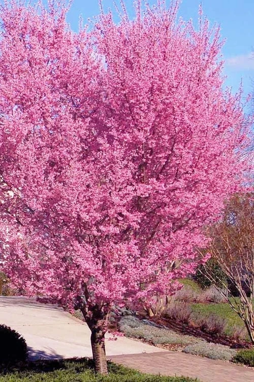 Okame Pink Flowering Cherry Tree - 5 Gallon Pot 1 Okame Pink Flowering Cherry Tree - 5 Gallon Pot