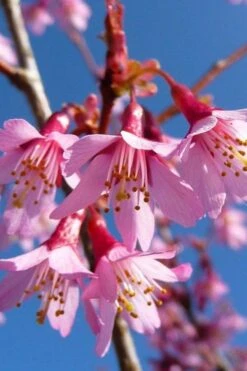 Okame Pink Flowering Cherry Tree - 5 Gallon Pot 9 Okame Pink Flowering Cherry Tree - 5 Gallon Pot -Best Bush Shop prunus okame flowering cherry 4