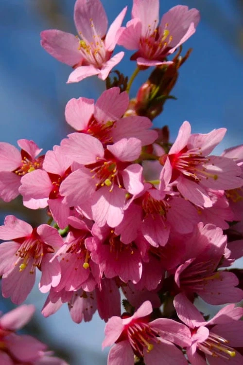 Okame Pink Flowering Cherry Tree - 5 Gallon Pot 5 Okame Pink Flowering Cherry Tree - 5 Gallon Pot - Image 5