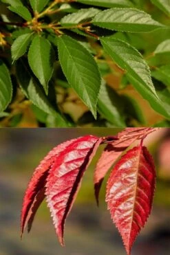 Okame Pink Flowering Cherry Tree - 5 Gallon Pot 11 Okame Pink Flowering Cherry Tree - 5 Gallon Pot -Best Bush Shop prunus okame flowering cherry 7