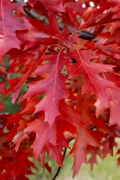 Scarlet Oak Tree (Quercus Coccinea) - 1 Gallon Pot 9 Scarlet Oak Tree (Quercus Coccinea) - 1 Gallon Pot -Best Bush Shop quercus coccinea scarlet oak 11