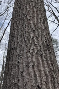 Scarlet Oak Tree (Quercus Coccinea) - 1 Gallon Pot 10 Scarlet Oak Tree (Quercus Coccinea) - 1 Gallon Pot -Best Bush Shop quercus coccinea scarlet oak bark trunk 11
