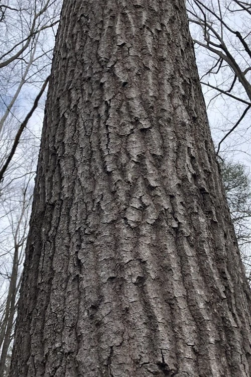 Scarlet Oak Tree (Quercus Coccinea) - 1 Gallon Pot 5 Scarlet Oak Tree (Quercus Coccinea) - 1 Gallon Pot - Image 5