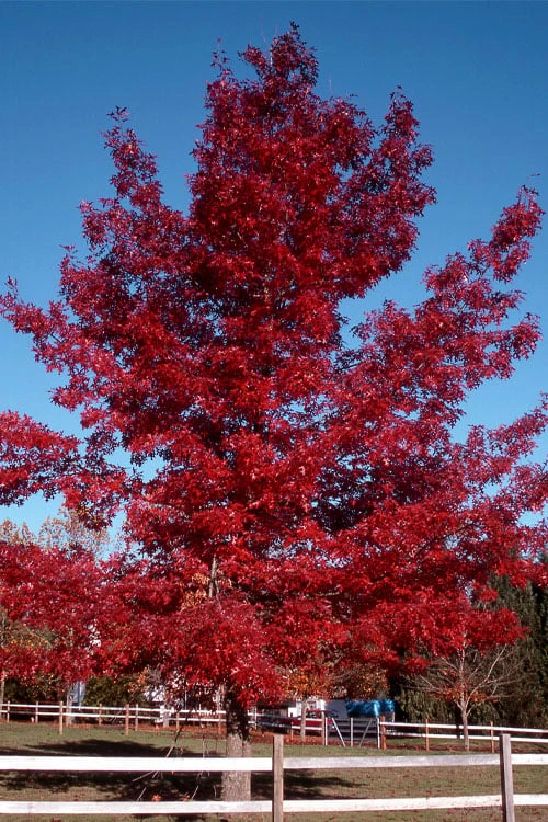 Scarlet Oak Tree (Quercus Coccinea) - 1 Gallon Pot 1 Scarlet Oak Tree (Quercus Coccinea) - 1 Gallon Pot