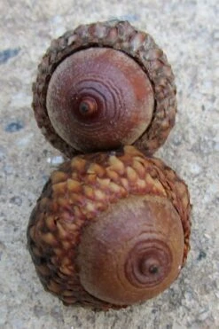 Scarlet Oak Tree (Quercus Coccinea) - 1 Gallon Pot 11 Scarlet Oak Tree (Quercus Coccinea) - 1 Gallon Pot -Best Bush Shop quercus coccinea scarlet oak tree acorns